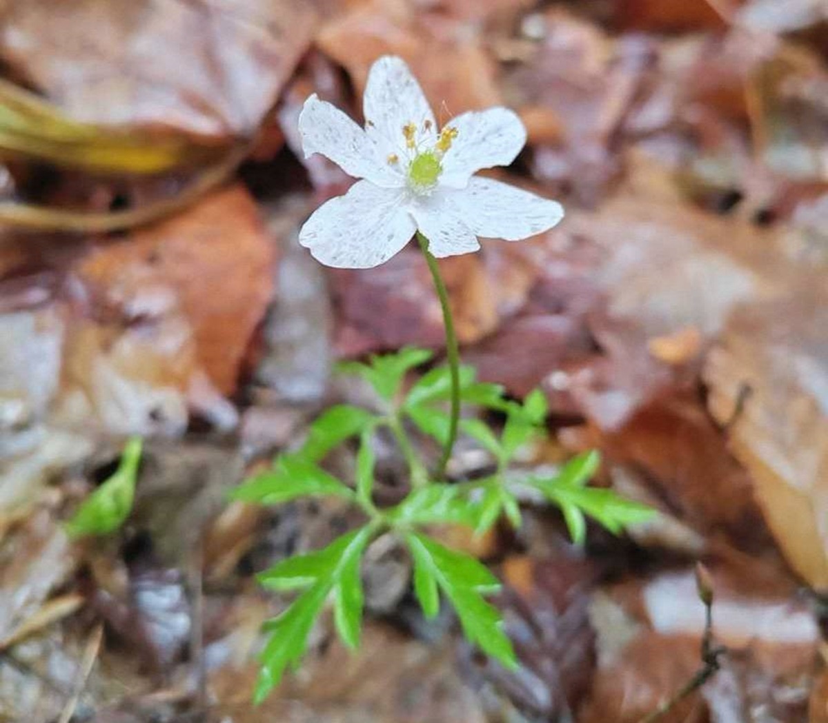 Фото: ГПУ НП «Беловежская пуща»