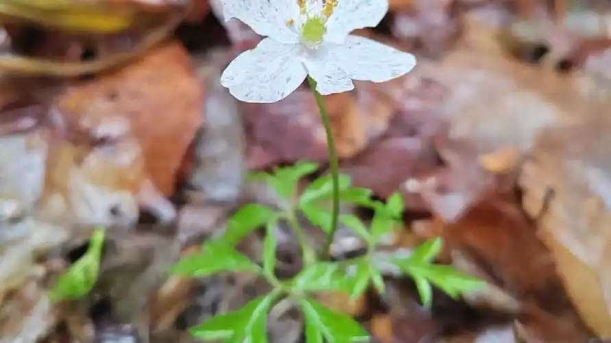 Фото: ГПУ НП «Беловежская пуща»