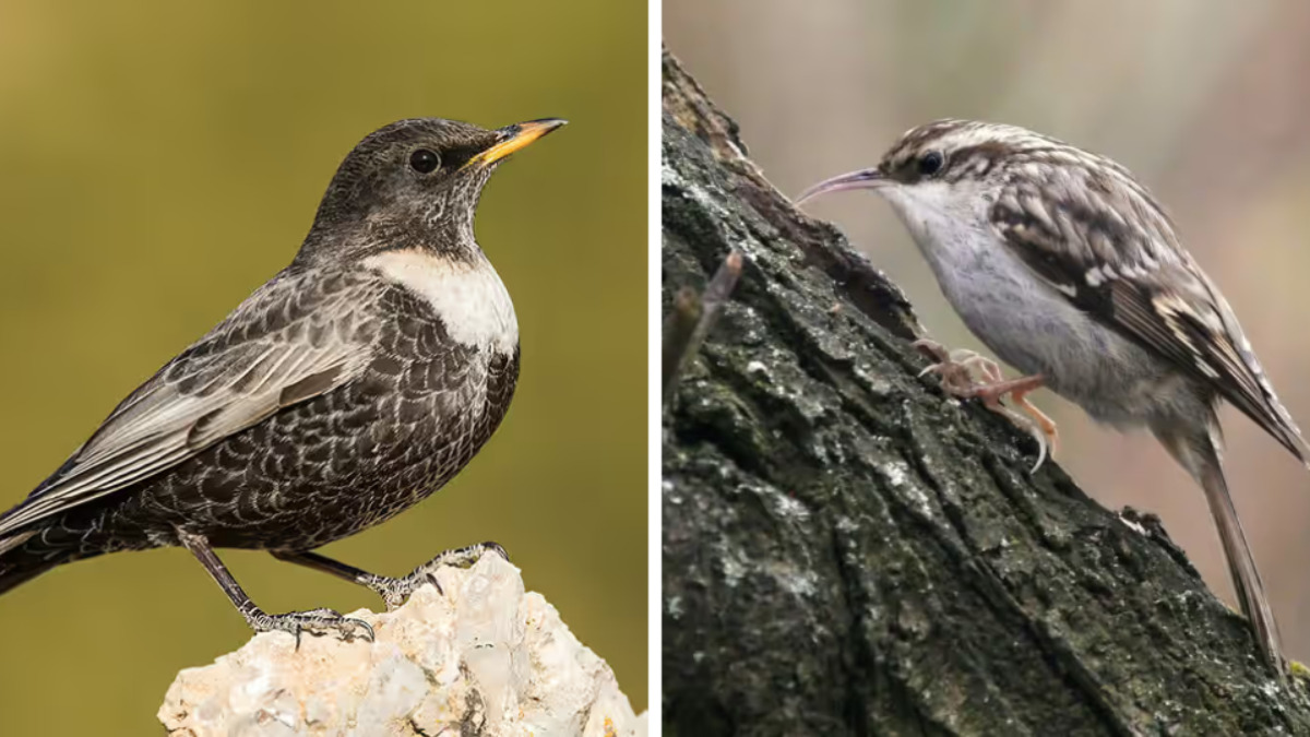 Два новых вида птиц зарегистрировали в Беларуси