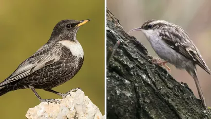 Два новых вида птиц зарегистрировали в Беларуси
