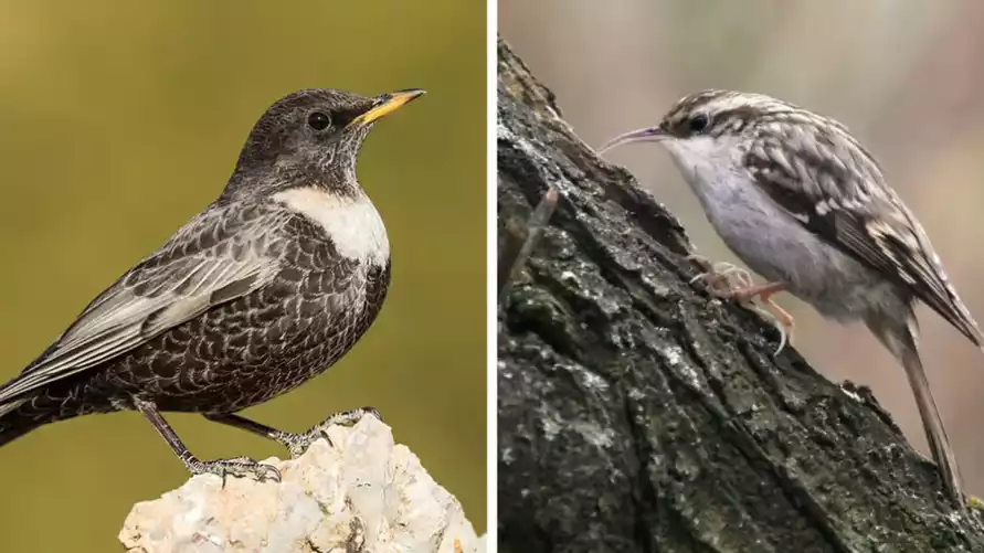 Два новых вида птиц зарегистрировали в Беларуси