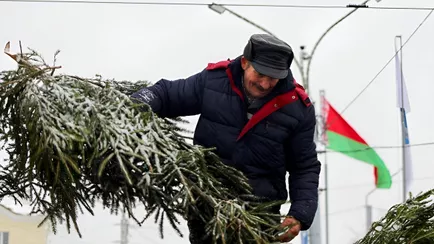 Россиян предупредили о скрытой опасности живых ёлок. Почему и белорусам стоит выдержать сутки на балконе?