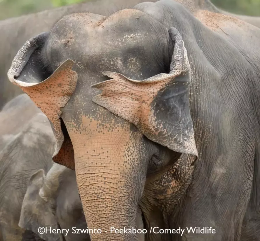 Лисьи пляски, хор львов и уморительные обезьяны. Фотографы показали самых смешных животных 2025 года