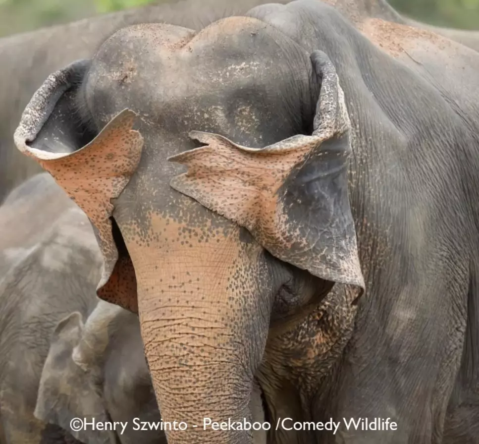 Лисьи пляски, хор львов и уморительные обезьяны. Фотографы показали самых смешных животных 2025 года