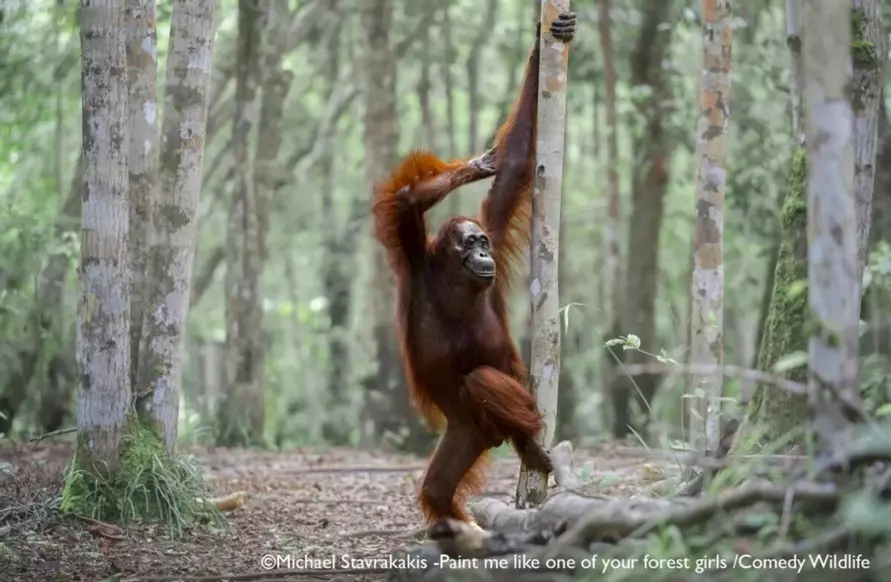 Лисьи пляски, хор львов и уморительные обезьяны. Фотографы показали самых смешных животных 2025 года
