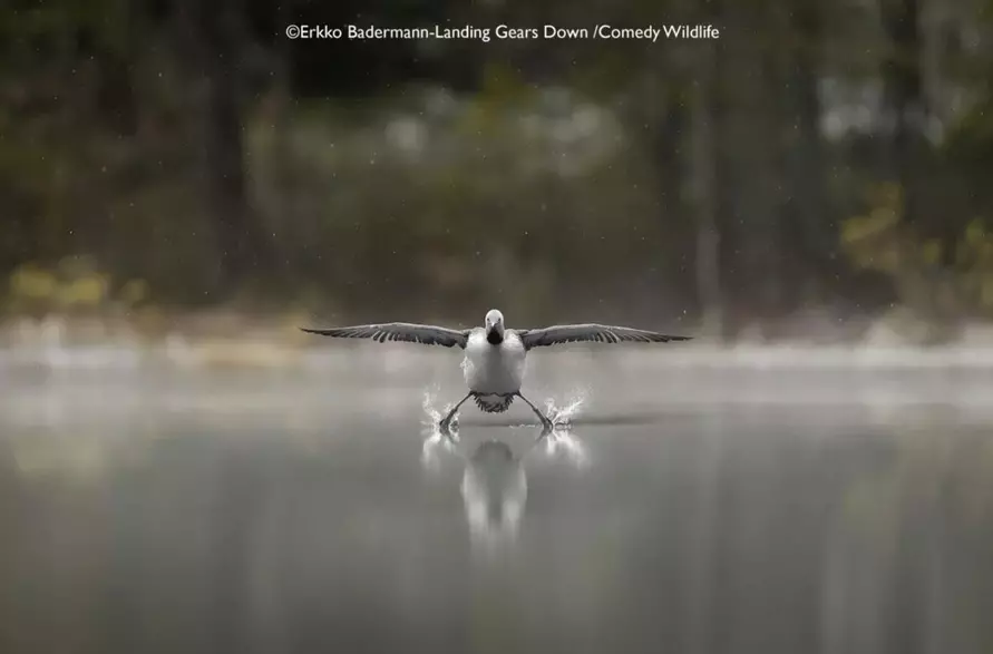 Лисьи пляски, хор львов и уморительные обезьяны. Фотографы показали самых смешных животных 2025 года