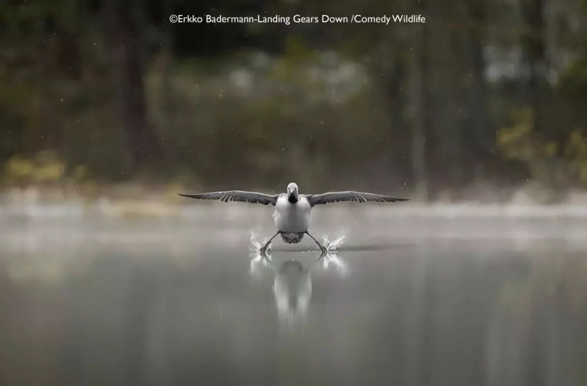 Лисьи пляски, хор львов и уморительные обезьяны. Фотографы показали самых смешных животных 2025 года