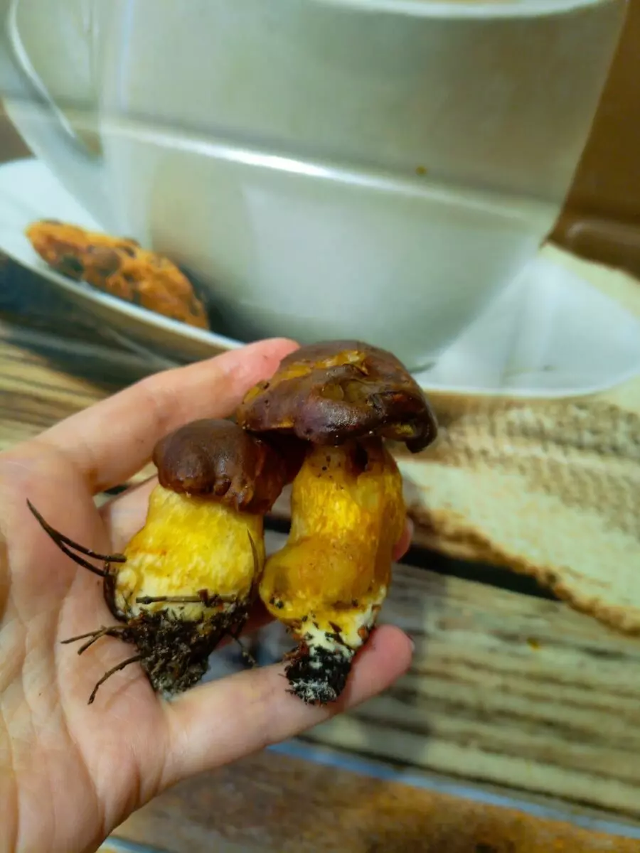 «Сезон продолжается» - Белорусы показали, какие грибы берут целыми корзинками в декабре