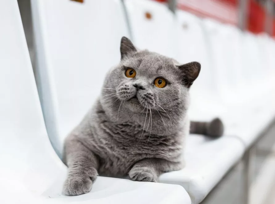 Два белорусских кота вошли в ТОП самых красивых в мире