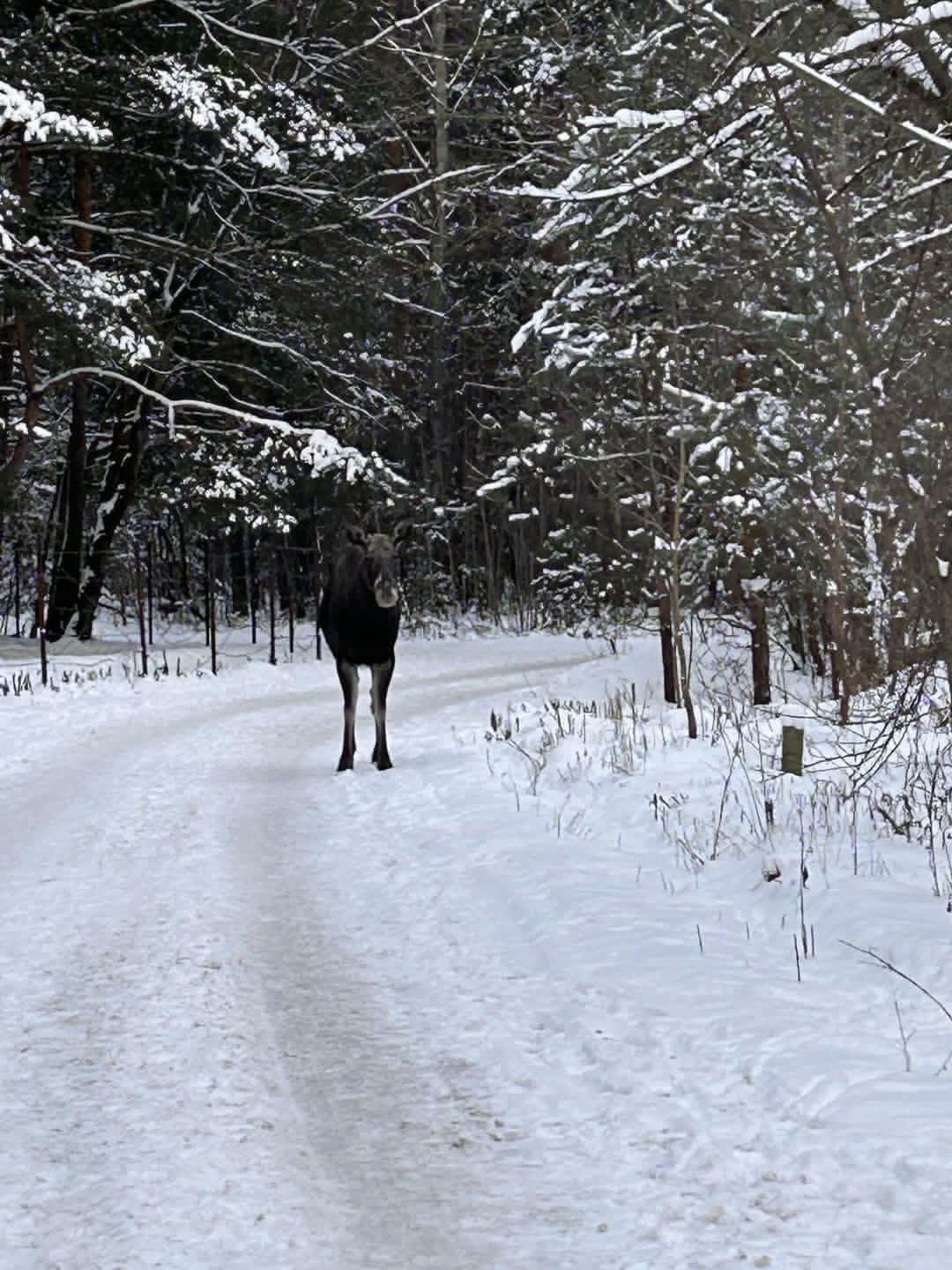 В Минске снова заметили лося - "Этот товарищ чуть не снёс"