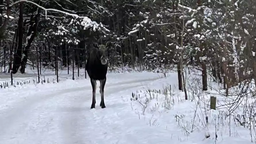 В Минске снова заметили лося - "Этот товарищ чуть не снёс"