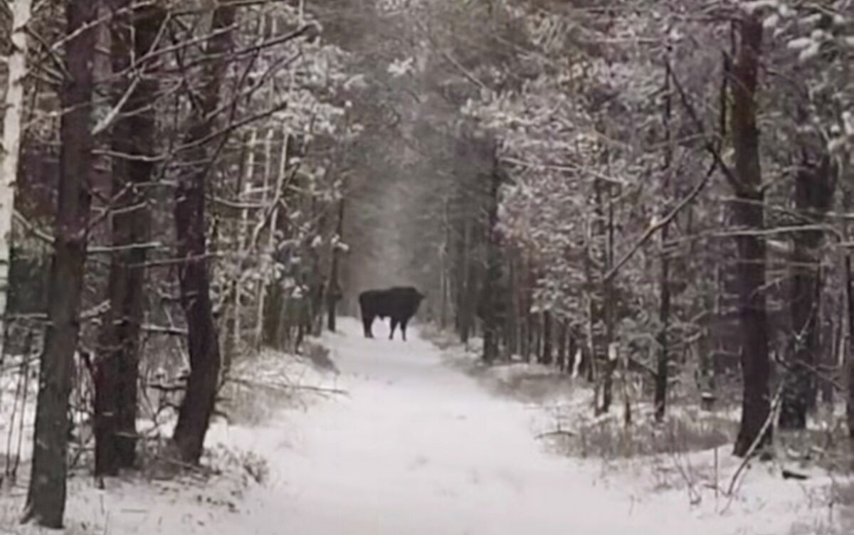"Повезло дважды" - В центре Беларуси мужчина наткнулся на зубров
