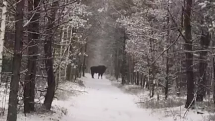 «Повезло дважды» — В центре Беларуси мужчина наткнулся на зубров