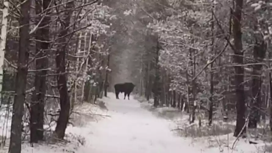 "Повезло дважды" - В центре Беларуси мужчина наткнулся на зубров
