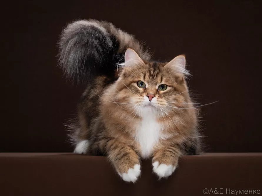 Два белорусских кота вошли в ТОП самых красивых в мире