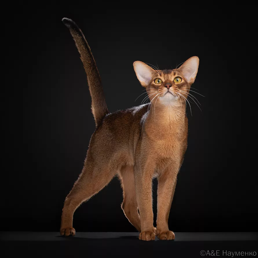 Два белорусских кота вошли в ТОП самых красивых в мире