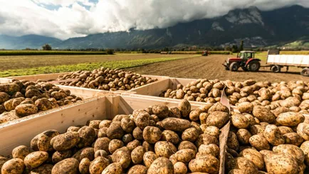 В Германии бесплатно раздают 4 тыс тонн картошки — «Абсурдная ситуация»