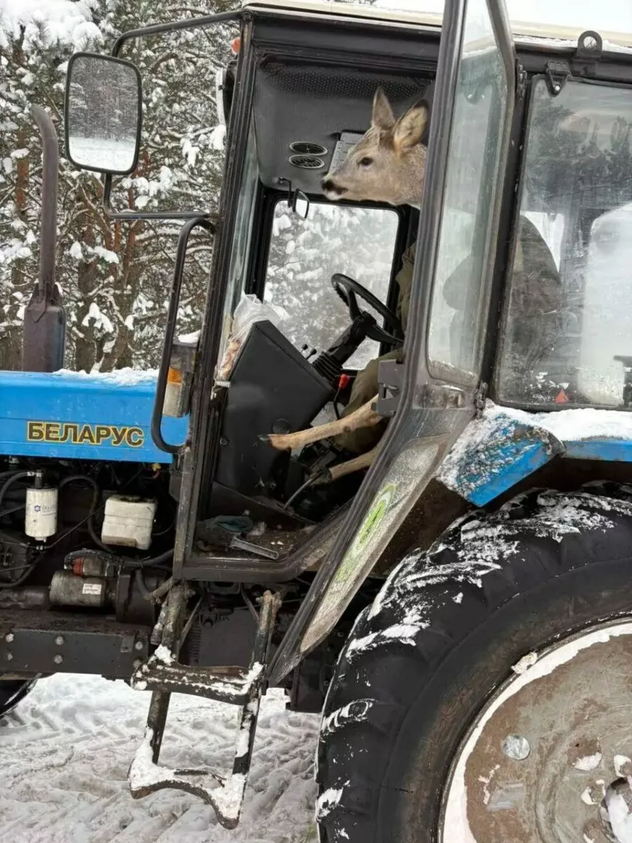Под Бобруйском косуля погрелась в кабине трактора - Накормили и отпустили