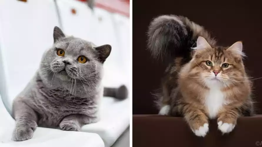 Два белорусских кота вошли в ТОП самых красивых в мире