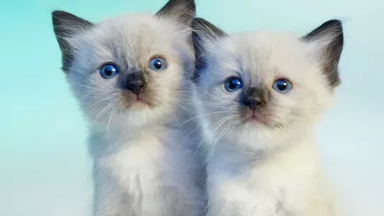 В Беларуси начали подготовку к клонированию домашних животных. Сколько стоит услуга?