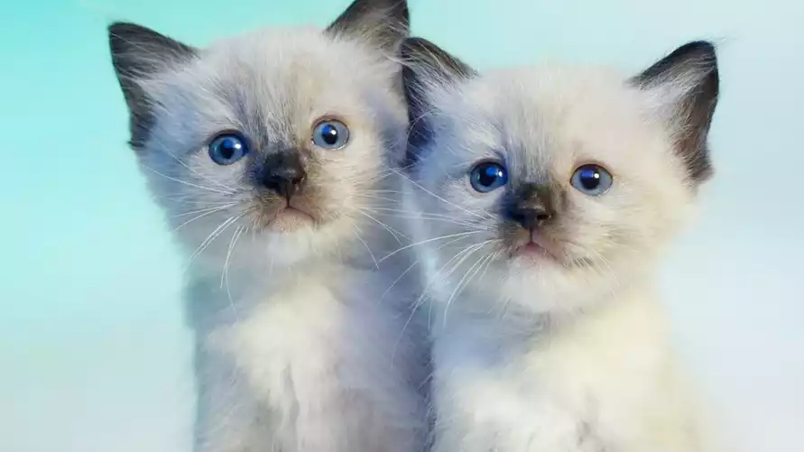 В Беларуси начали подготовку к клонированию домашних животных. Сколько стоит услуга?