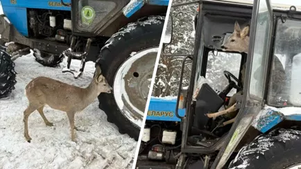 Под Бобруйском косуля погрелась в кабине трактора — «Накормили и отпустили»